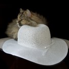 Cat and The Hat